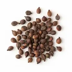 Ambreta