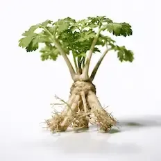 Arcydzięgiel