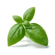 Basil
