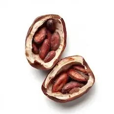 Cacao