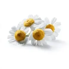 Chamomile