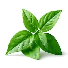 Green Leaves