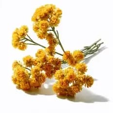 Immortelle