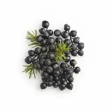 Juniper Berry