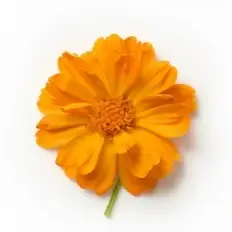 Medetka