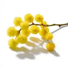 Mimoza