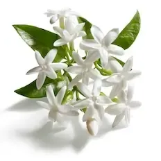 Maroko jazminas