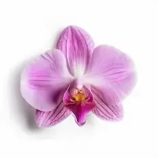Orchid