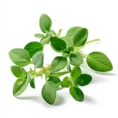 Oregano