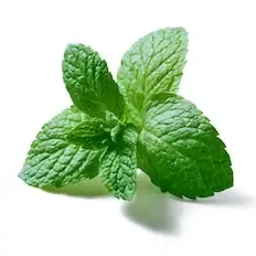 Piparmünt