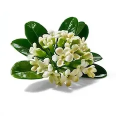 Pittosporum