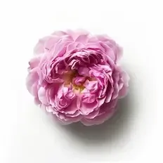 Rose de Mai