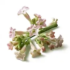 Tobacco Blossom