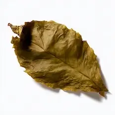 Tobacco Leaf