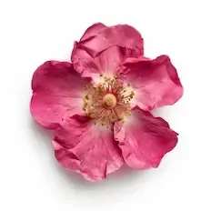 Turkish Rose