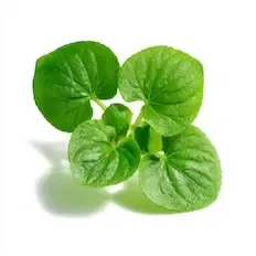 Violet Leaf