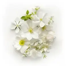 White Flowers