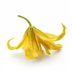 Ylang-Ylang