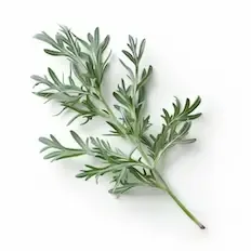 Artemisia