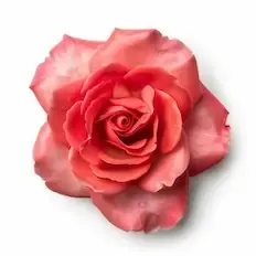 Bulgarian Rose