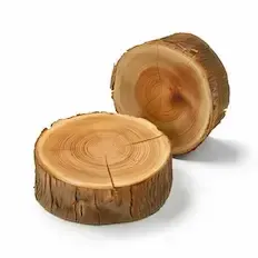 Кедр