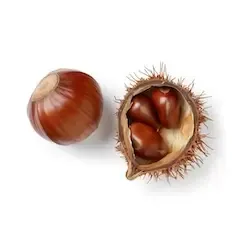 Каштан