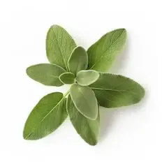 Clary Sage
