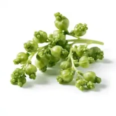 Currant buds
