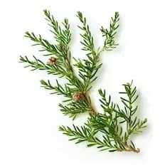 Ciprese