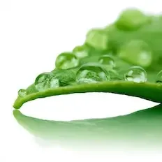Dew Drop