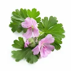 Pelargonija