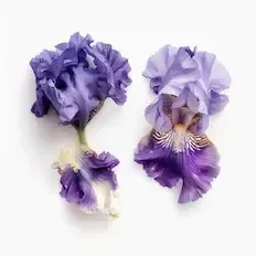 Iiris