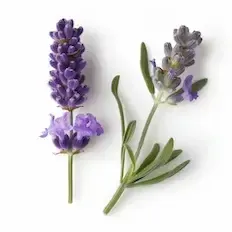 Lavendel