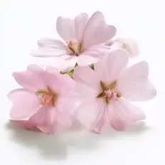 Musk Mallow