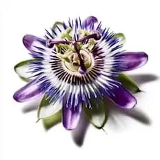 Passion Flower