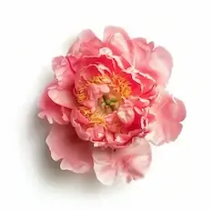 Peony