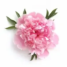 Pink Peony