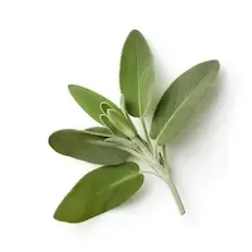 Sage